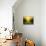 Wood Textured Backgrounds in a Room Interior on the Forest Backgrounds-Kalina Vova-Photographic Print displayed on a wall