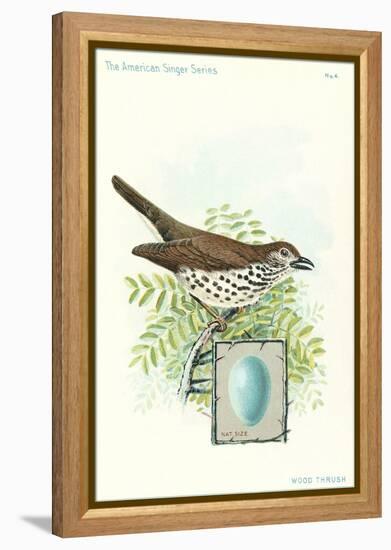 Wood Thrush and Egg-null-Framed Stretched Canvas