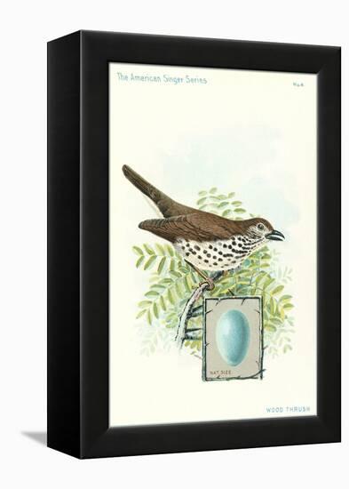 Wood Thrush and Egg-null-Framed Stretched Canvas