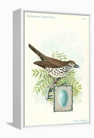 Wood Thrush and Egg-null-Framed Stretched Canvas