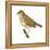 Wood Thrush (Hylocichla Mustelina), Birds-Encyclopaedia Britannica-Framed Stretched Canvas