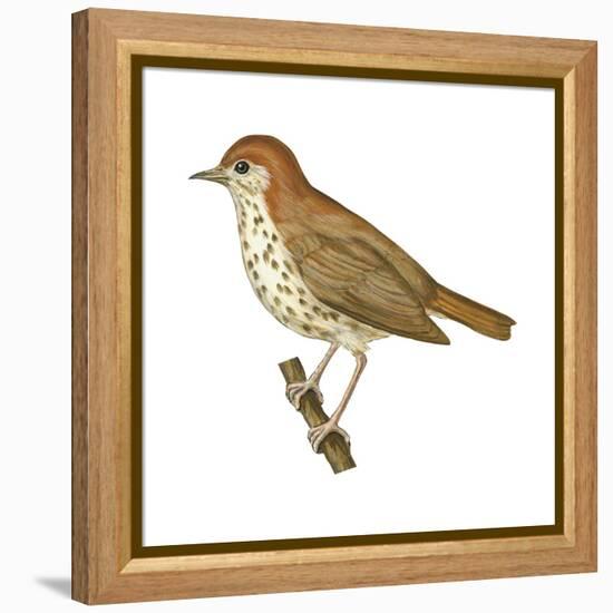 Wood Thrush (Hylocichla Mustelina), Birds-Encyclopaedia Britannica-Framed Stretched Canvas