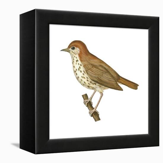 Wood Thrush (Hylocichla Mustelina), Birds-Encyclopaedia Britannica-Framed Stretched Canvas