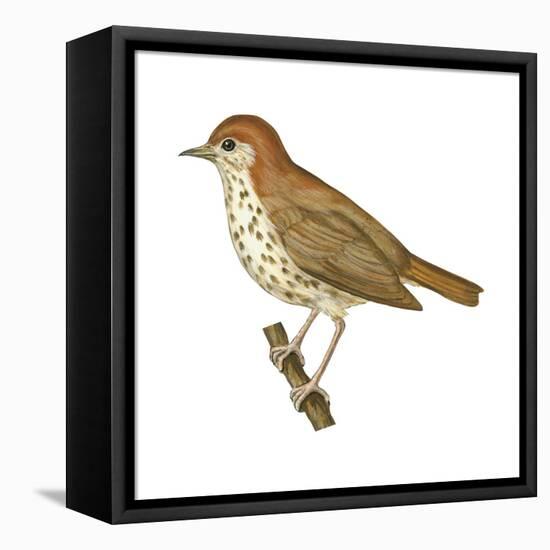 Wood Thrush (Hylocichla Mustelina), Birds-Encyclopaedia Britannica-Framed Stretched Canvas