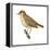 Wood Thrush (Hylocichla Mustelina), Birds-Encyclopaedia Britannica-Framed Stretched Canvas