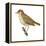 Wood Thrush (Hylocichla Mustelina), Birds-Encyclopaedia Britannica-Framed Stretched Canvas