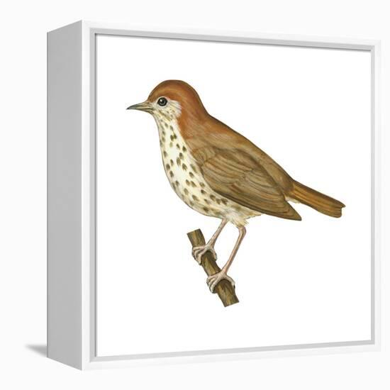 Wood Thrush (Hylocichla Mustelina), Birds-Encyclopaedia Britannica-Framed Stretched Canvas