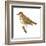 Wood Thrush (Hylocichla Mustelina), Birds-Encyclopaedia Britannica-Framed Art Print