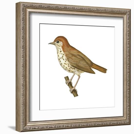 Wood Thrush (Hylocichla Mustelina), Birds-Encyclopaedia Britannica-Framed Art Print