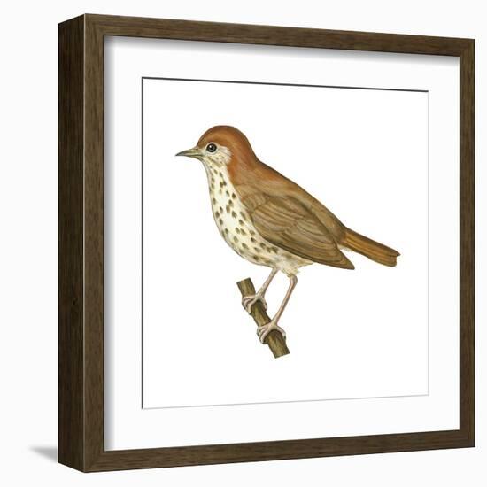 Wood Thrush (Hylocichla Mustelina), Birds-Encyclopaedia Britannica-Framed Art Print