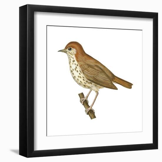 Wood Thrush (Hylocichla Mustelina), Birds-Encyclopaedia Britannica-Framed Art Print