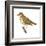 Wood Thrush (Hylocichla Mustelina), Birds-Encyclopaedia Britannica-Framed Art Print