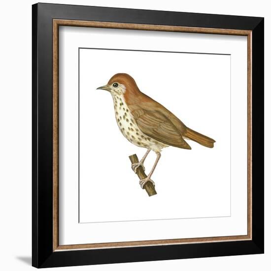 Wood Thrush (Hylocichla Mustelina), Birds-Encyclopaedia Britannica-Framed Art Print