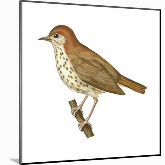 Wood Thrush (Hylocichla Mustelina), Birds-Encyclopaedia Britannica-Mounted Art Print