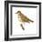 Wood Thrush (Hylocichla Mustelina), Birds-Encyclopaedia Britannica-Framed Art Print