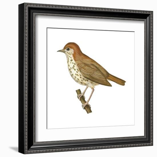 Wood Thrush (Hylocichla Mustelina), Birds-Encyclopaedia Britannica-Framed Art Print