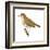 Wood Thrush (Hylocichla Mustelina), Birds-Encyclopaedia Britannica-Framed Art Print