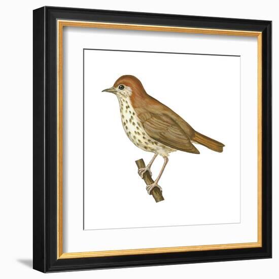 Wood Thrush (Hylocichla Mustelina), Birds-Encyclopaedia Britannica-Framed Art Print