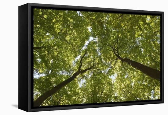 Wood, Tree Tops, Leaf Canopy-Uwe Merkel-Framed Premier Image Canvas