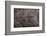 Wood Turtle, Glyptemys Insculpta, Carapace Detail, Captive, USA-Pete Oxford-Framed Photographic Print