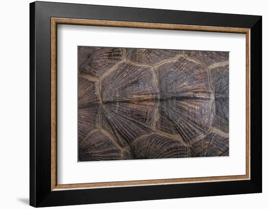 Wood Turtle, Glyptemys Insculpta, Carapace Detail, Captive, USA-Pete Oxford-Framed Photographic Print