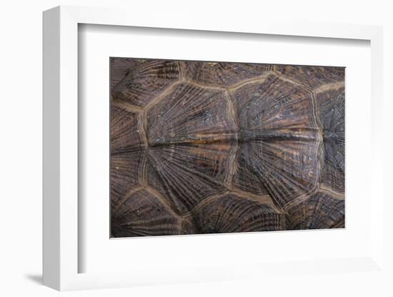 Wood Turtle, Glyptemys Insculpta, Carapace Detail, Captive, USA-Pete Oxford-Framed Photographic Print
