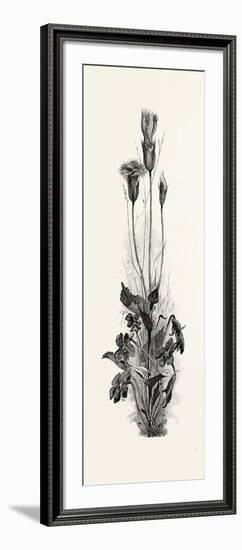 Wood Violets, and Fringed Gentian, Canada, Nineteenth Century-null-Framed Giclee Print