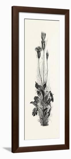 Wood Violets, and Fringed Gentian, Canada, Nineteenth Century-null-Framed Giclee Print