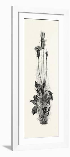 Wood Violets, and Fringed Gentian, Canada, Nineteenth Century-null-Framed Giclee Print