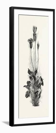 Wood Violets, and Fringed Gentian, Canada, Nineteenth Century-null-Framed Giclee Print