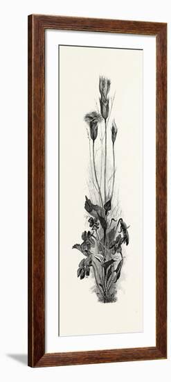 Wood Violets, and Fringed Gentian, Canada, Nineteenth Century-null-Framed Giclee Print