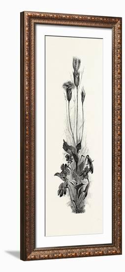 Wood Violets, and Fringed Gentian, Canada, Nineteenth Century-null-Framed Giclee Print