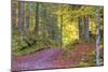 Wood Walk Painting-Cora Niele-Mounted Giclee Print