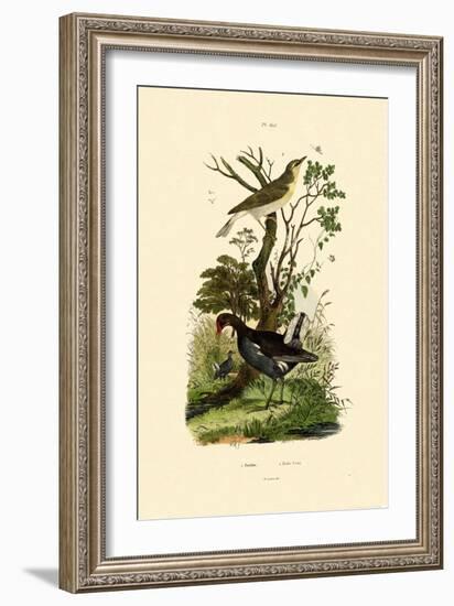 Wood Warbler, 1833-39-null-Framed Giclee Print