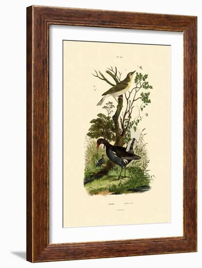 Wood Warbler, 1833-39-null-Framed Giclee Print