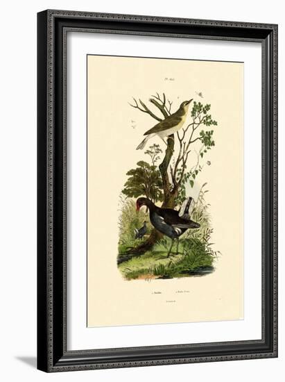 Wood Warbler, 1833-39-null-Framed Giclee Print