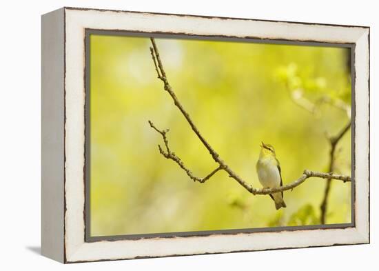 Wood Warbler (Phylloscopus Sibilatrix) Singing from Oak, Atlantic Oakwoods of Sunart, Scotland-Fergus Gill-Framed Premier Image Canvas