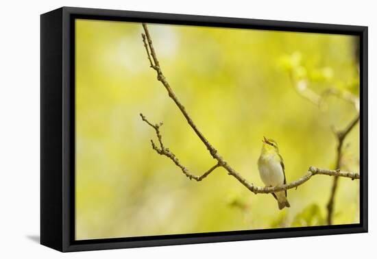 Wood Warbler (Phylloscopus Sibilatrix) Singing from Oak, Atlantic Oakwoods of Sunart, Scotland-Fergus Gill-Framed Premier Image Canvas
