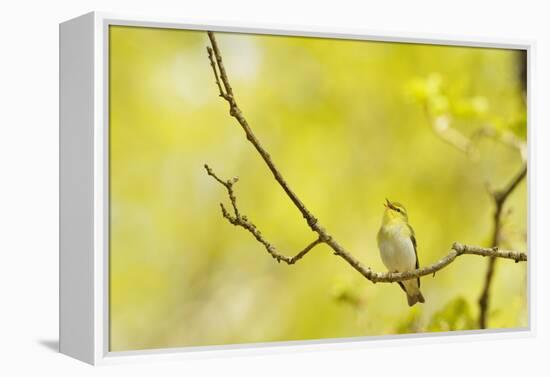 Wood Warbler (Phylloscopus Sibilatrix) Singing from Oak, Atlantic Oakwoods of Sunart, Scotland-Fergus Gill-Framed Premier Image Canvas