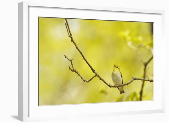 Wood Warbler (Phylloscopus Sibilatrix) Singing from Oak, Atlantic Oakwoods of Sunart, Scotland-Fergus Gill-Framed Photographic Print