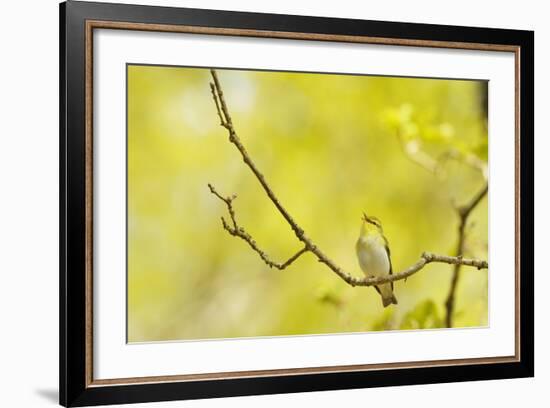 Wood Warbler (Phylloscopus Sibilatrix) Singing from Oak, Atlantic Oakwoods of Sunart, Scotland-Fergus Gill-Framed Photographic Print