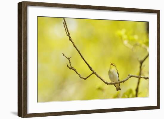 Wood Warbler (Phylloscopus Sibilatrix) Singing from Oak, Atlantic Oakwoods of Sunart, Scotland-Fergus Gill-Framed Photographic Print