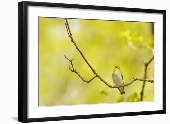 Wood Warbler (Phylloscopus Sibilatrix) Singing from Oak, Atlantic Oakwoods of Sunart, Scotland-Fergus Gill-Framed Photographic Print