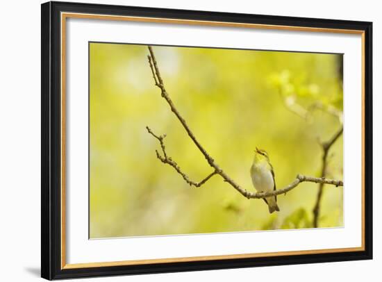 Wood Warbler (Phylloscopus Sibilatrix) Singing from Oak, Atlantic Oakwoods of Sunart, Scotland-Fergus Gill-Framed Photographic Print