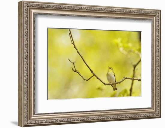 Wood Warbler (Phylloscopus Sibilatrix) Singing from Oak, Atlantic Oakwoods of Sunart, Scotland-Fergus Gill-Framed Photographic Print