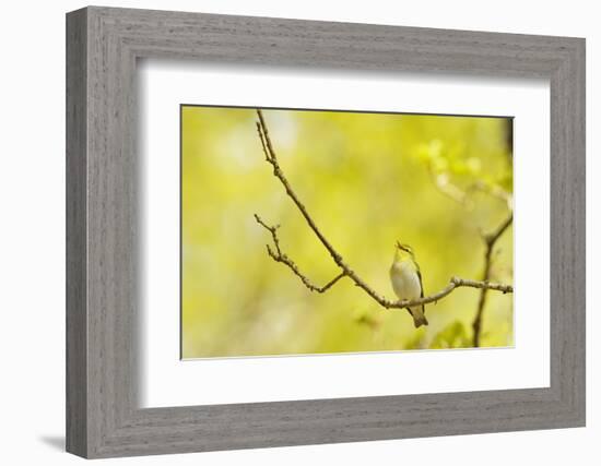 Wood Warbler (Phylloscopus Sibilatrix) Singing from Oak, Atlantic Oakwoods of Sunart, Scotland-Fergus Gill-Framed Photographic Print