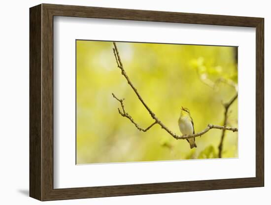 Wood Warbler (Phylloscopus Sibilatrix) Singing from Oak, Atlantic Oakwoods of Sunart, Scotland-Fergus Gill-Framed Photographic Print