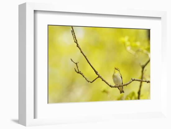 Wood Warbler (Phylloscopus Sibilatrix) Singing from Oak, Atlantic Oakwoods of Sunart, Scotland-Fergus Gill-Framed Photographic Print