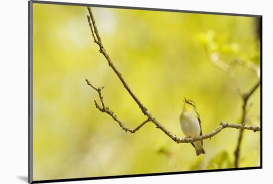 Wood Warbler (Phylloscopus Sibilatrix) Singing from Oak, Atlantic Oakwoods of Sunart, Scotland-Fergus Gill-Mounted Photographic Print