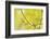 Wood Warbler (Phylloscopus Sibilatrix) Singing from Oak, Atlantic Oakwoods of Sunart, Scotland-Fergus Gill-Framed Photographic Print